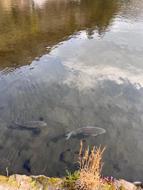 金鱗湖