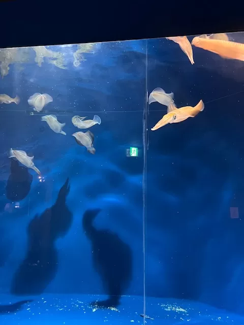 海中之道