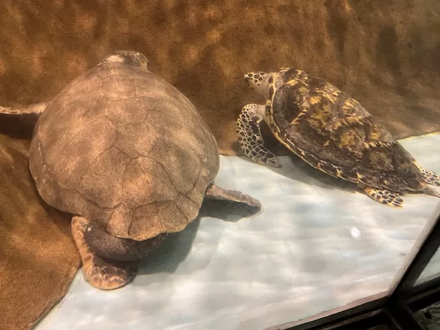 海中之道