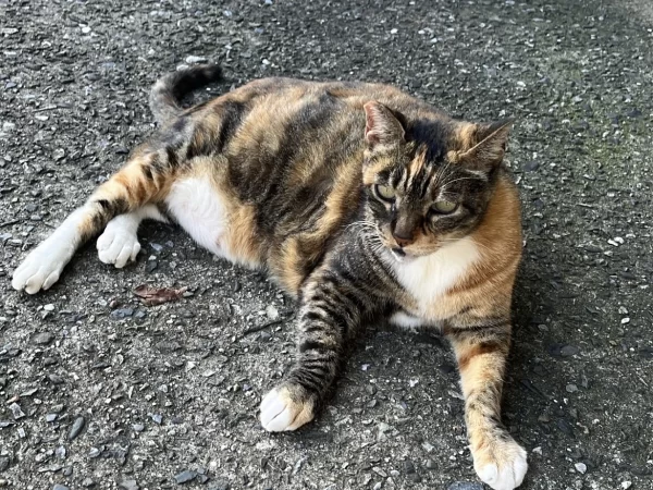 猴硐貓村