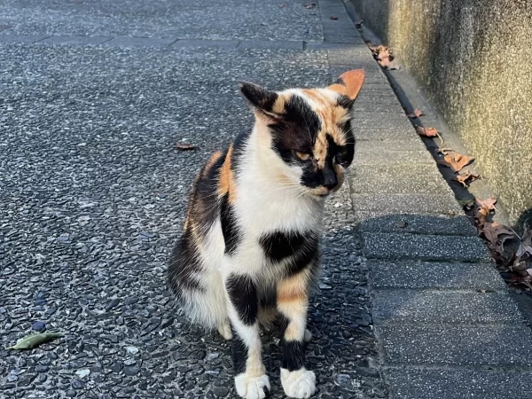 猴硐貓村