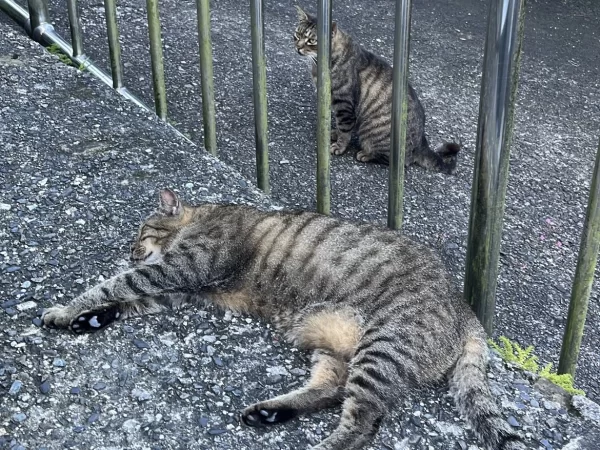 猴硐貓村