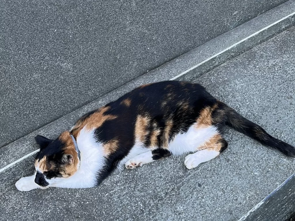 猴硐貓村