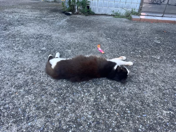 猴硐貓村